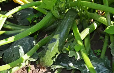 Top 20 Beginner vegetables