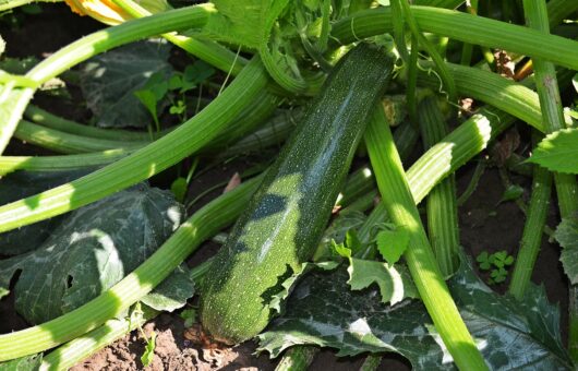 Top 20 Beginner vegetables