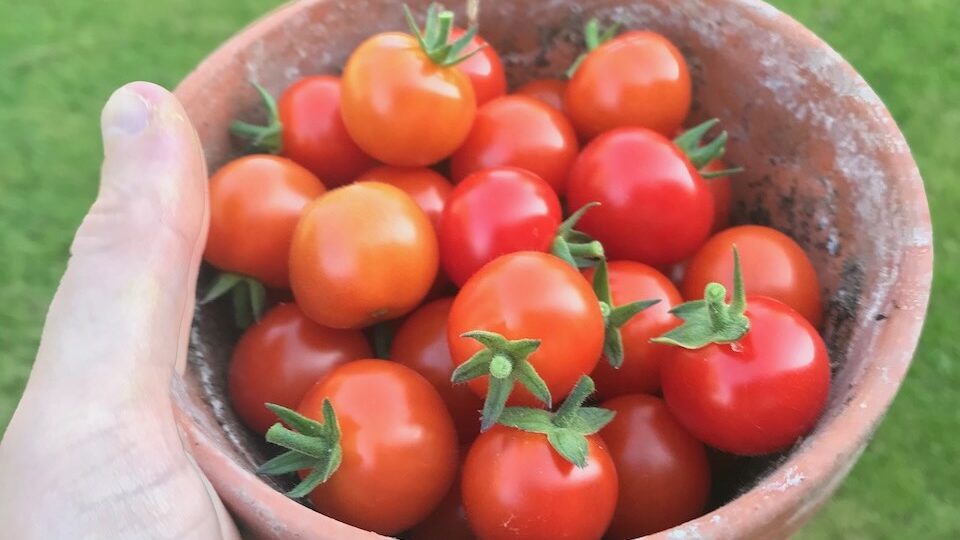 Growing your own tomatoes