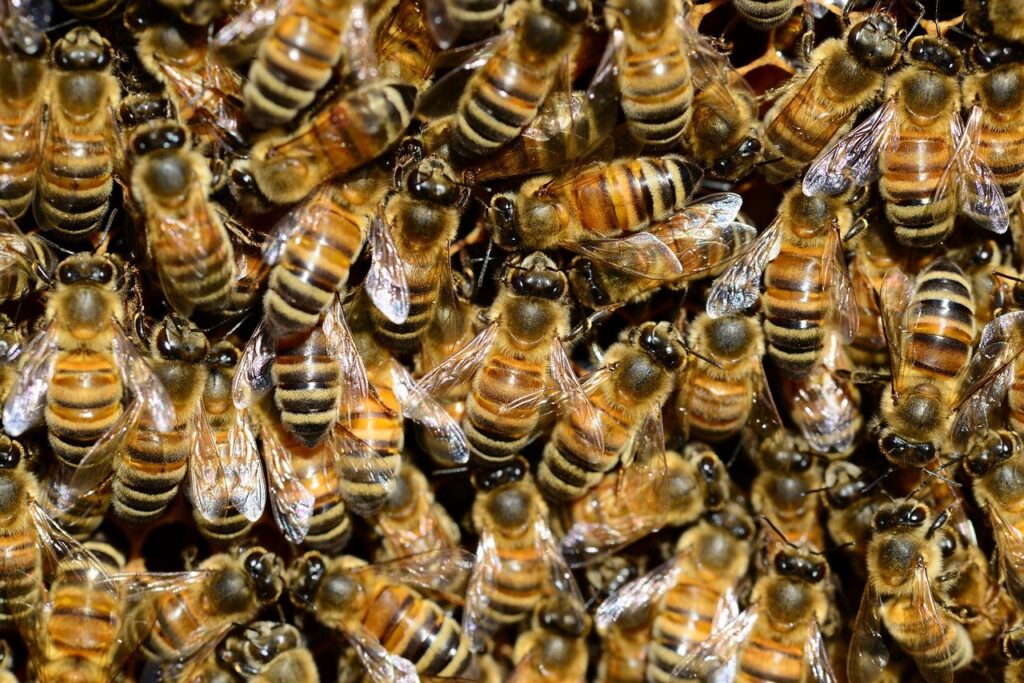 A colony of honey bees