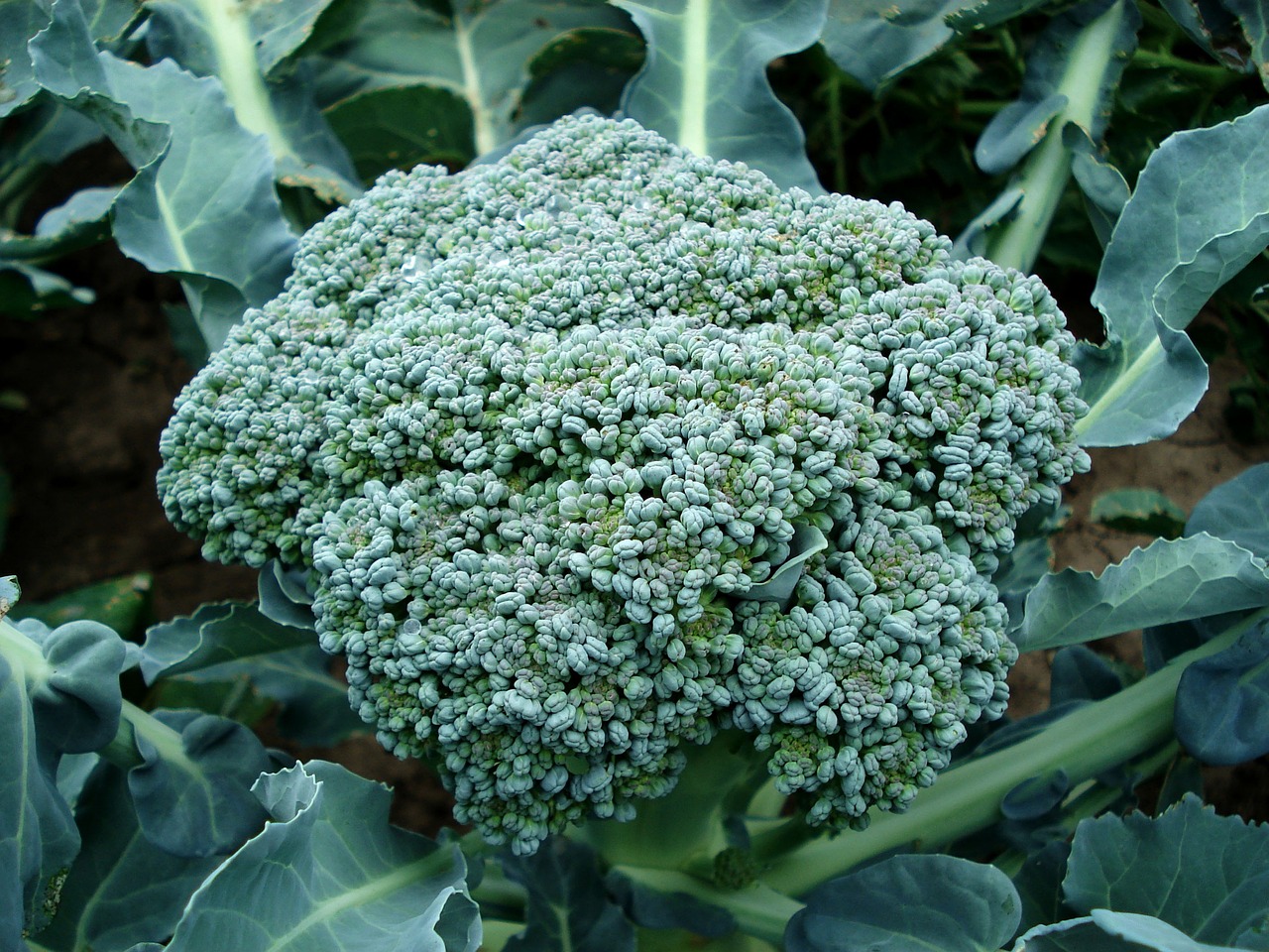 A broccoli head forming among large green leaves