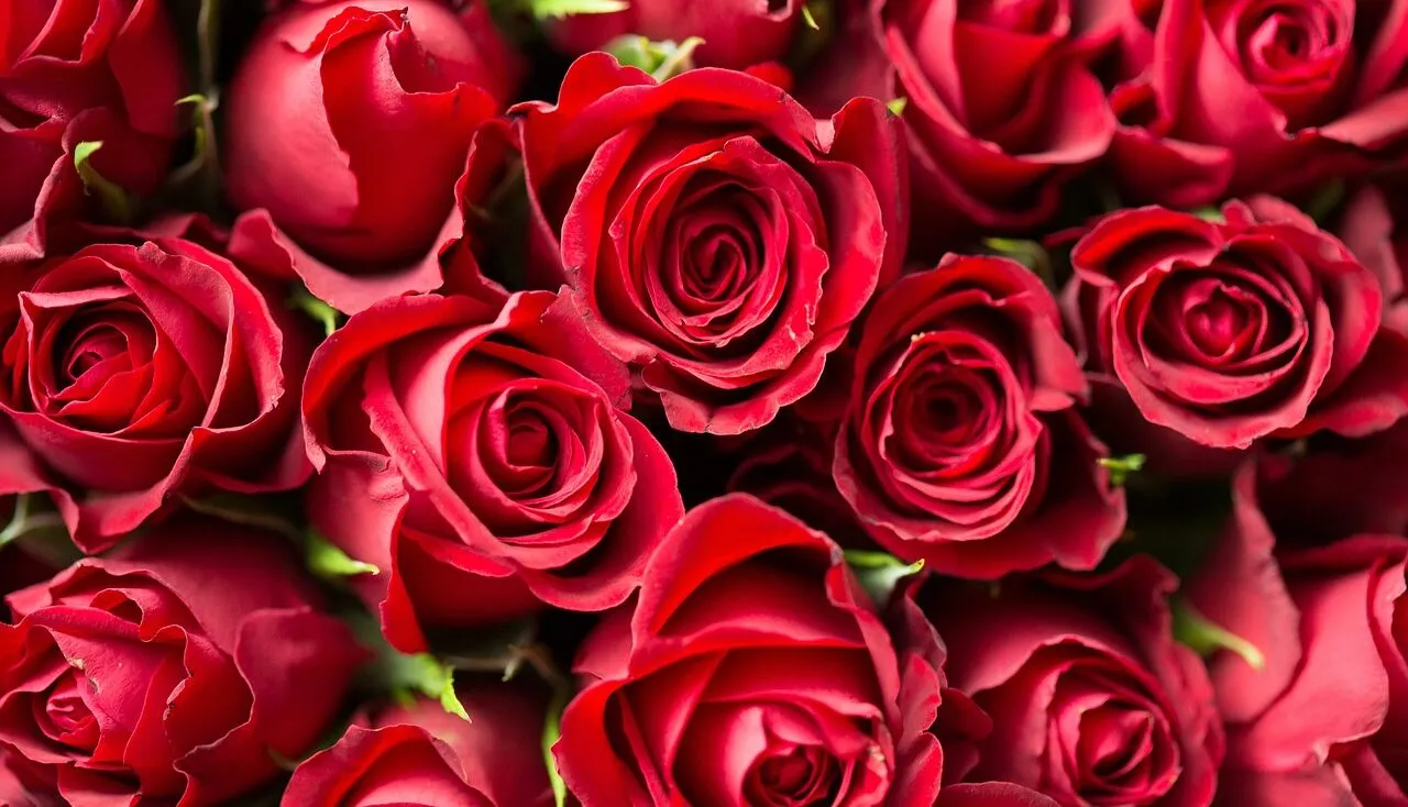 Types of rose