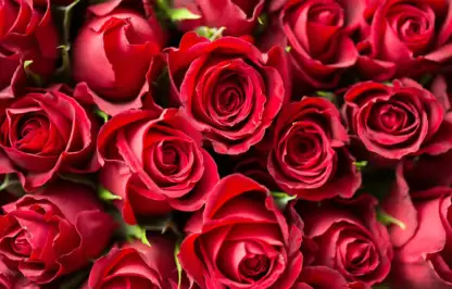 Types of rose