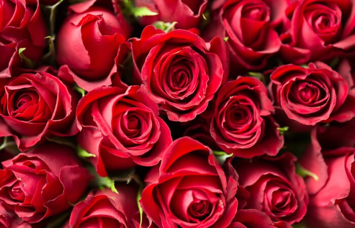Types of rose