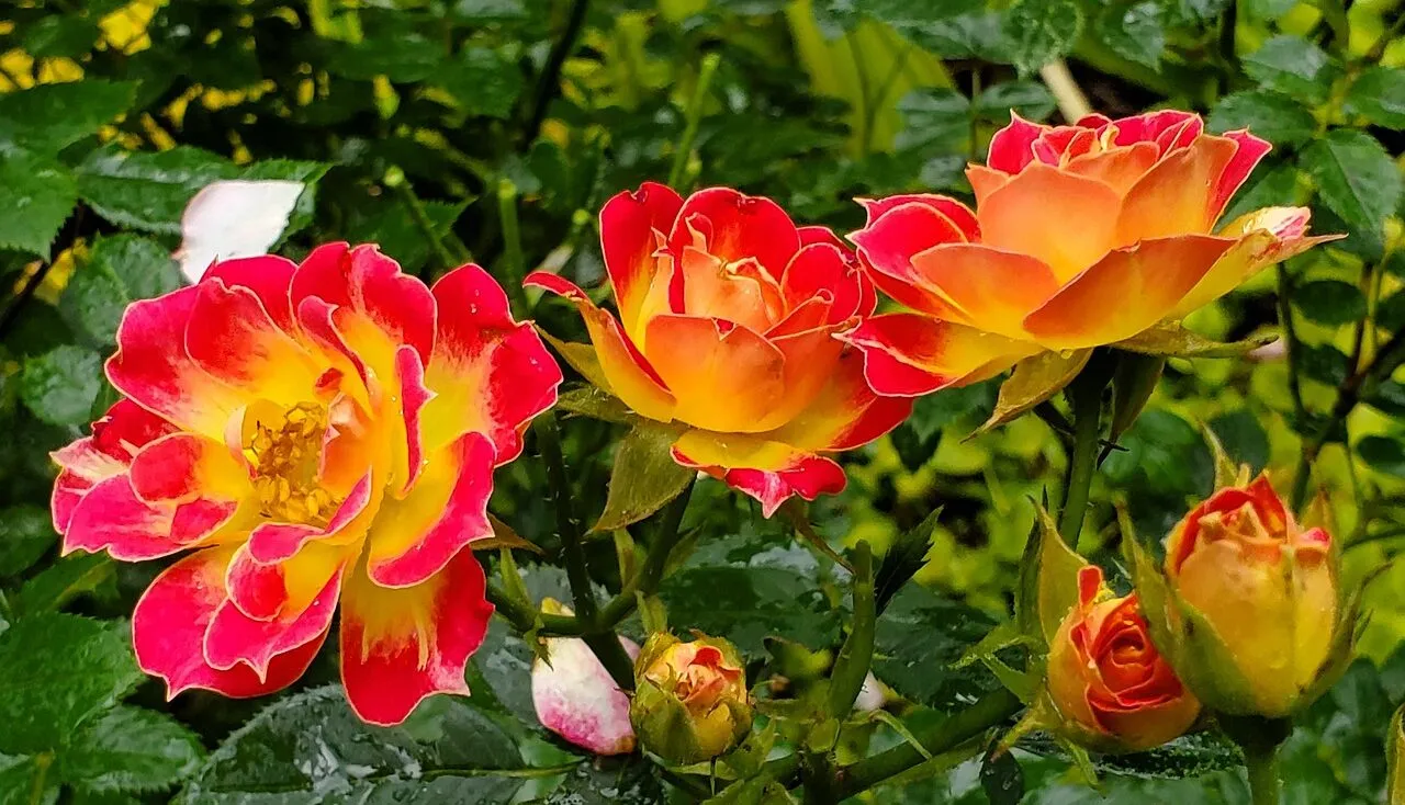 Red and orange hybrid tea roses