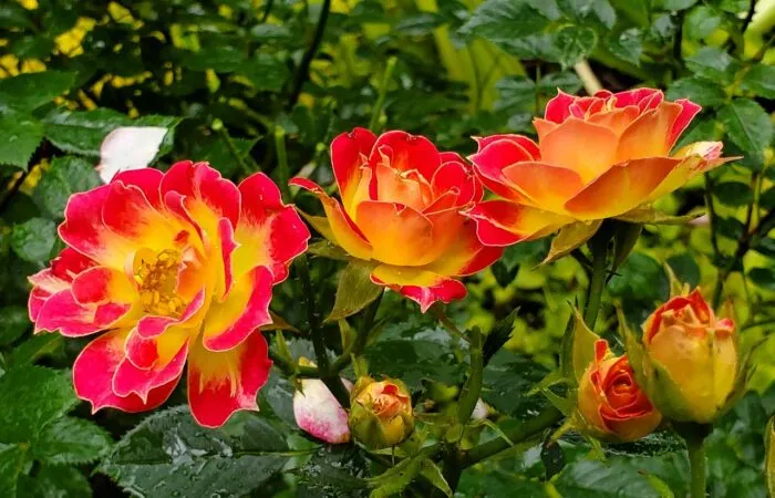 Red and orange hybrid tea roses