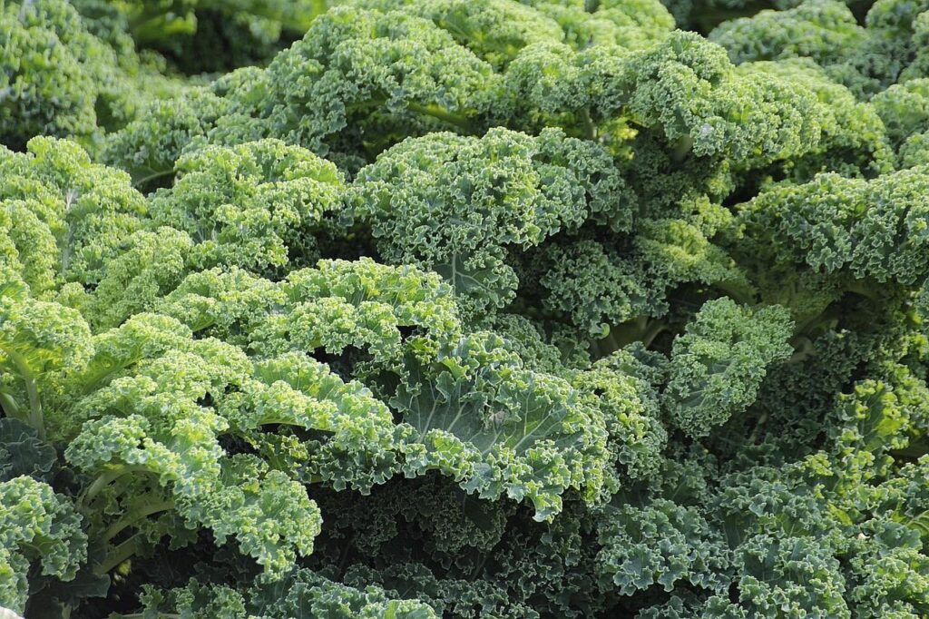 Beginner guide to growing kale