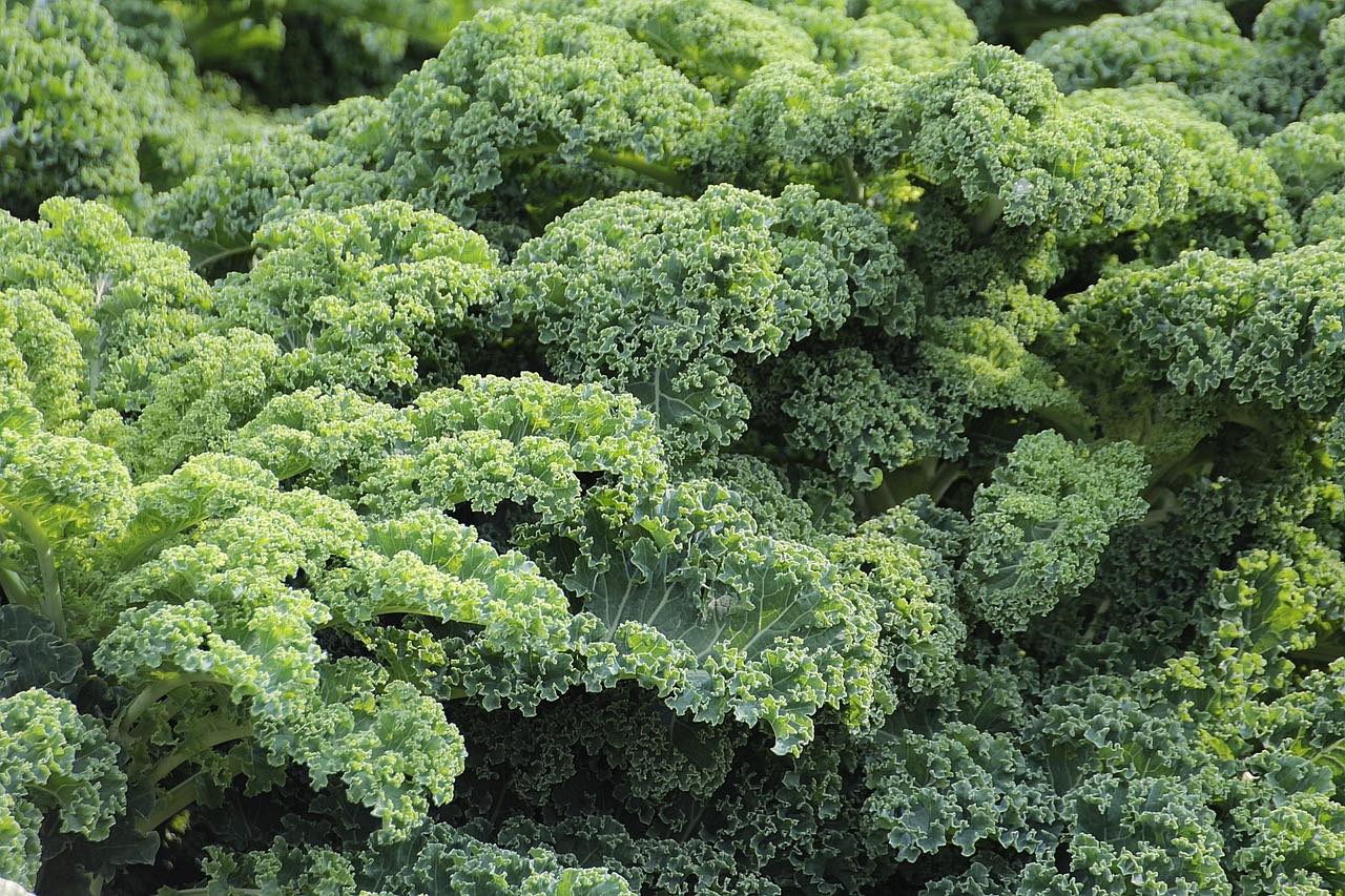 Kale beginner gardening vegetable