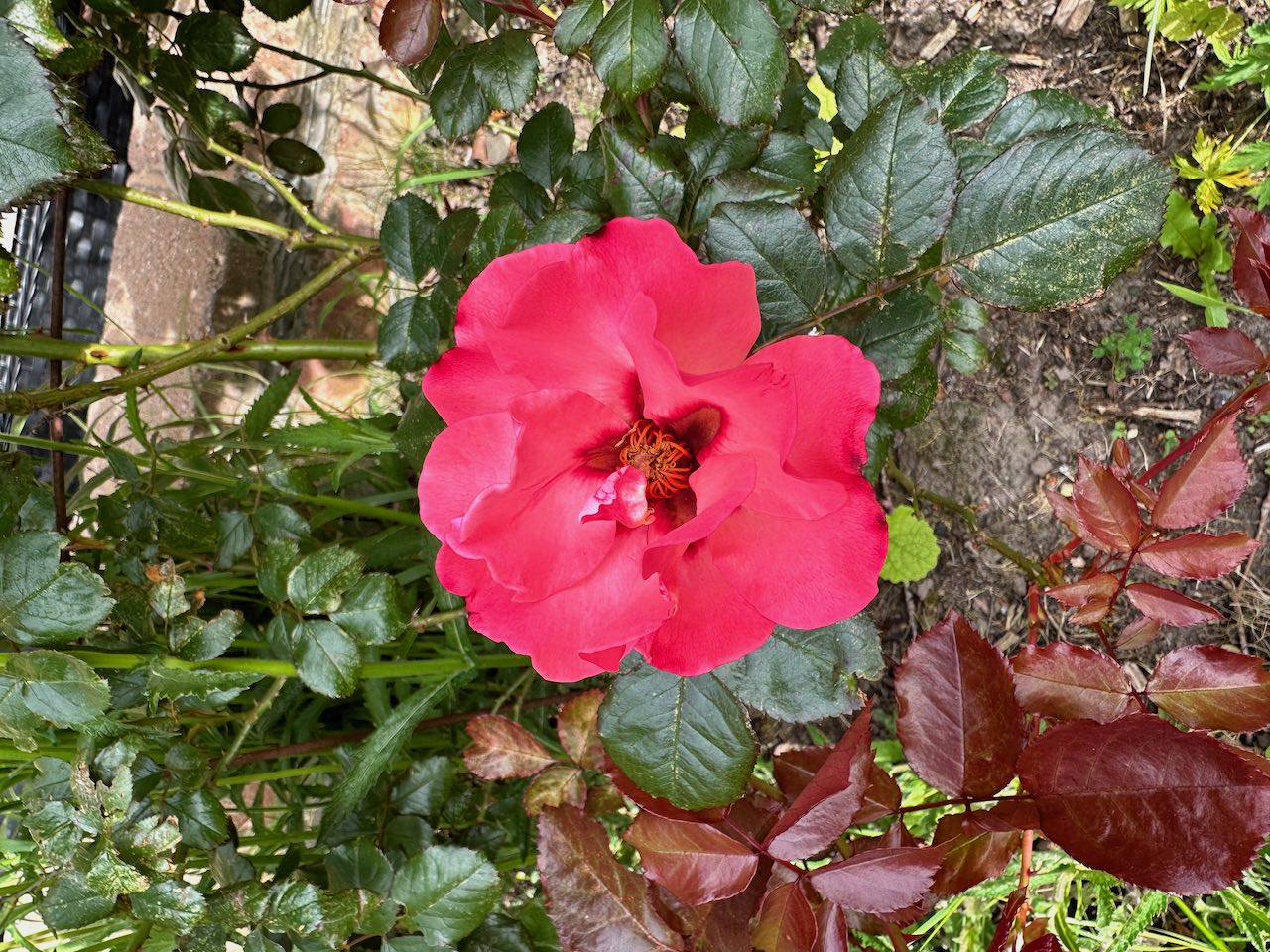 Roses in full bloom at the Summer Solstice, Litha