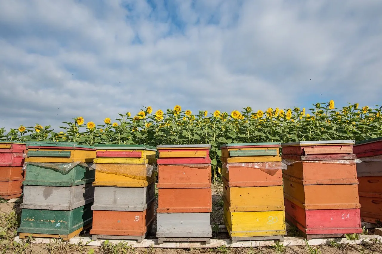 A row of painted British National beehives, the UK standard hive system