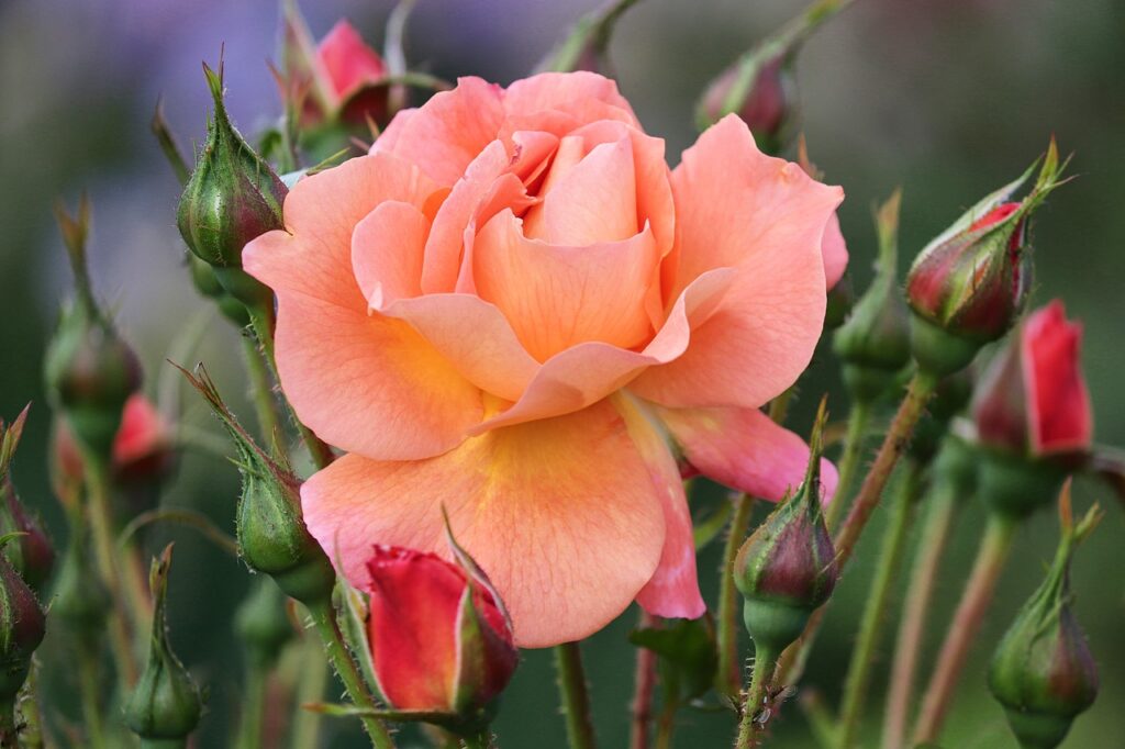 Patio rose types