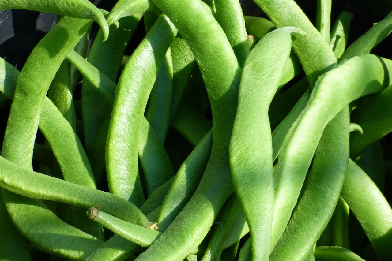 Runner beans growing up canes in the vegetable garden