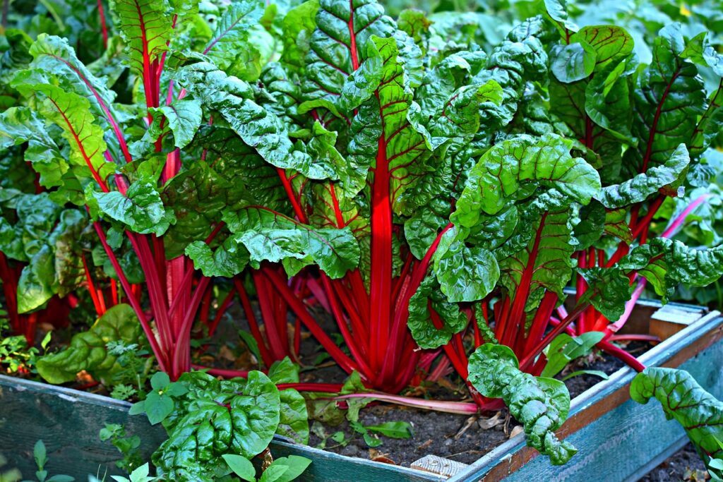 Red stems of swiss chard