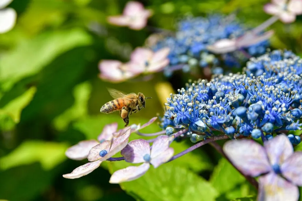 How to prune a hydrangea