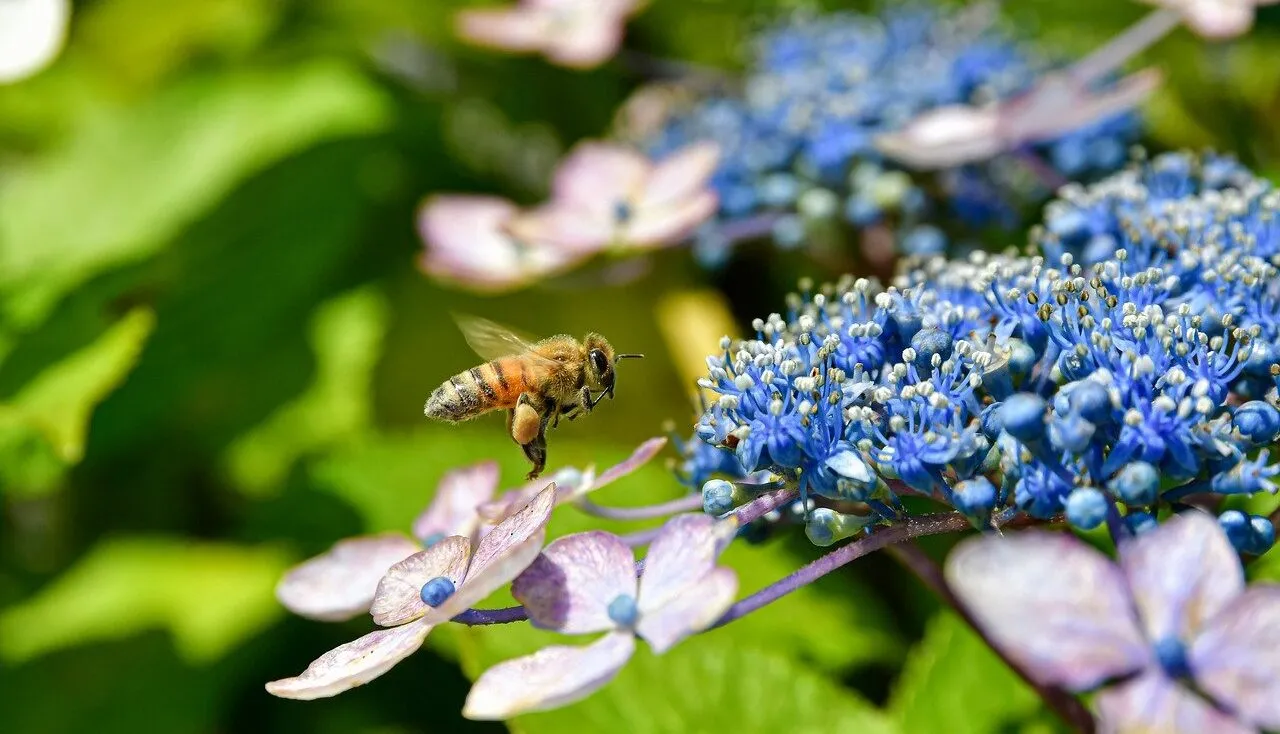 How to prune a hydrangea