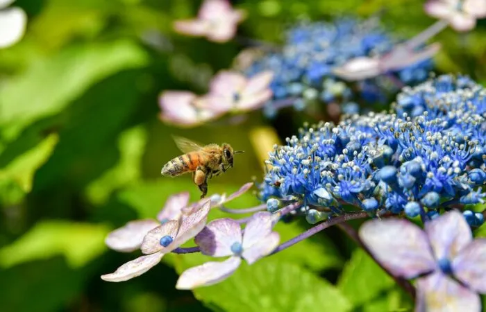 How to prune a hydrangea