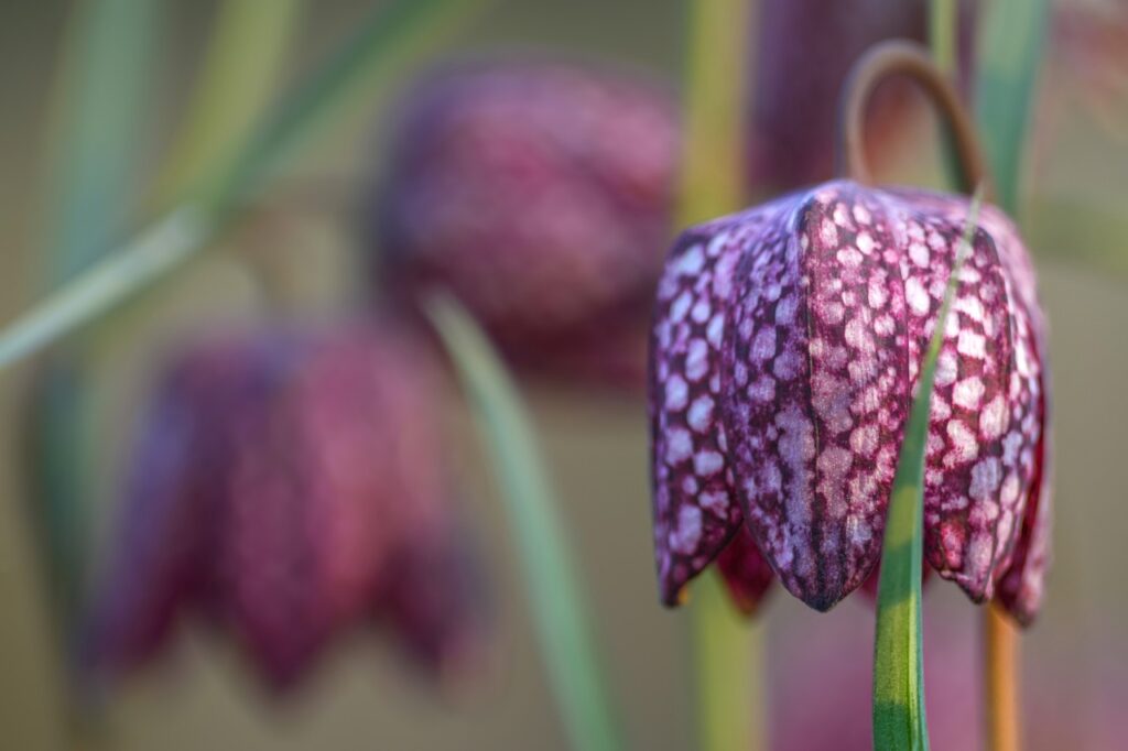 Snake head fritillaries