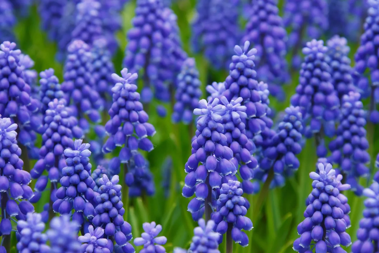 How to plant grape hyacinths muscari