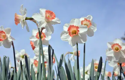 How to plant spring bulbs