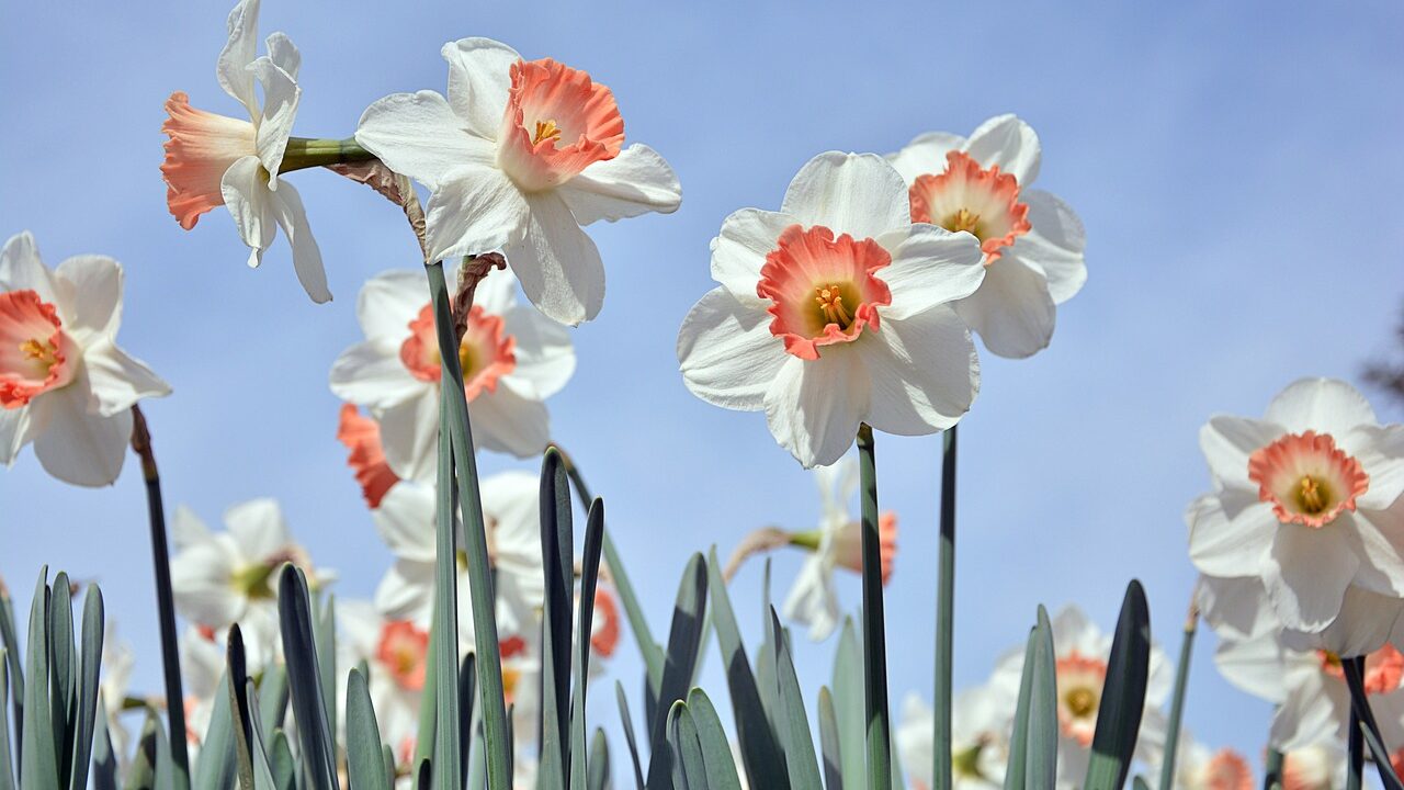 How to plant spring bulbs