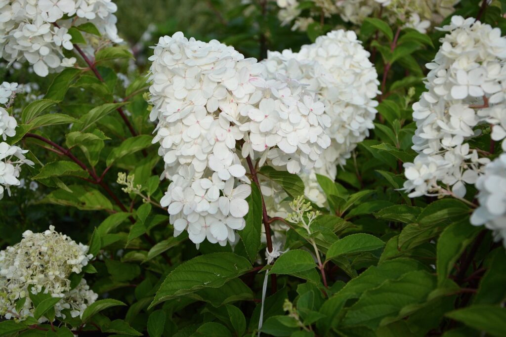 How to take cuttings from hydrangeas