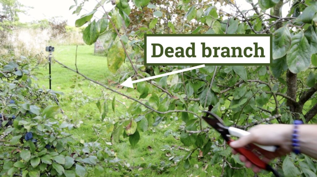 Dead tree branch identification