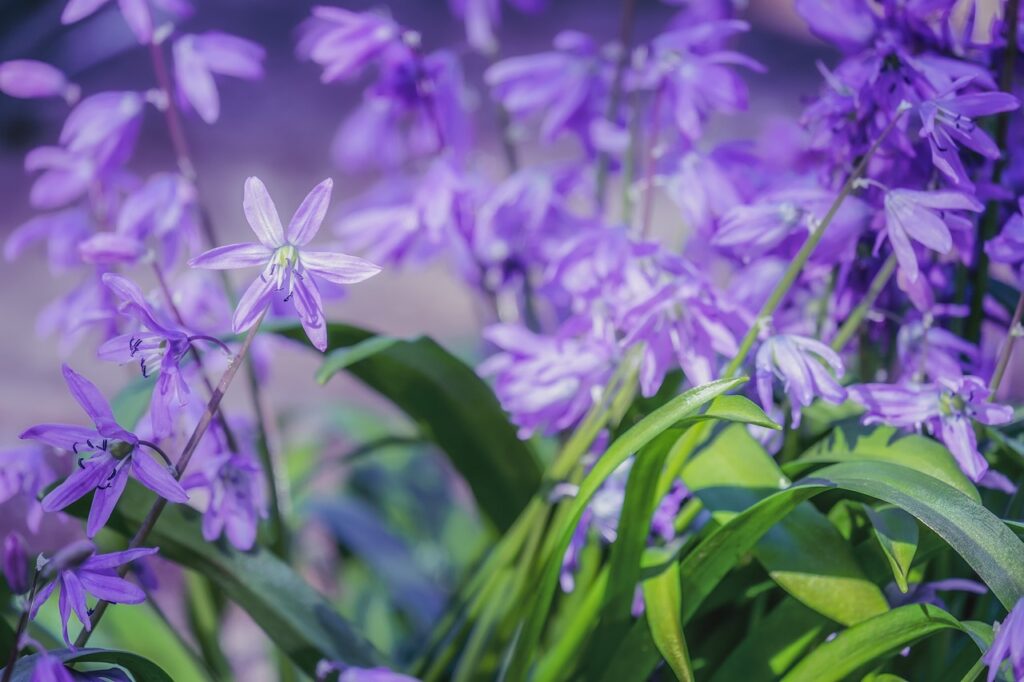How to plant spring bulbs
