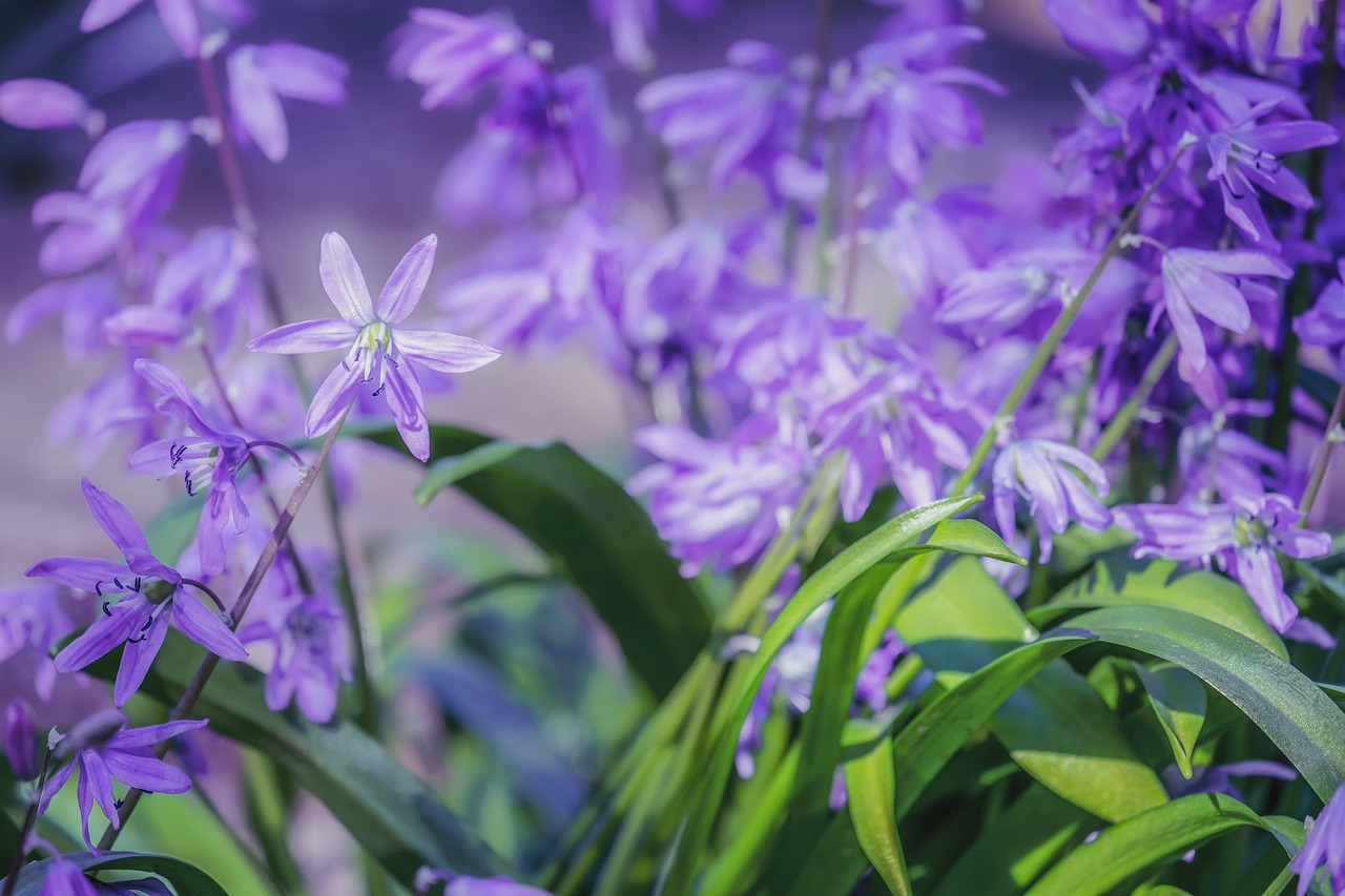 Unique Spring Bulbs How to Plant Spring Bulbs in Autumn: A Step-by-Step Guide
