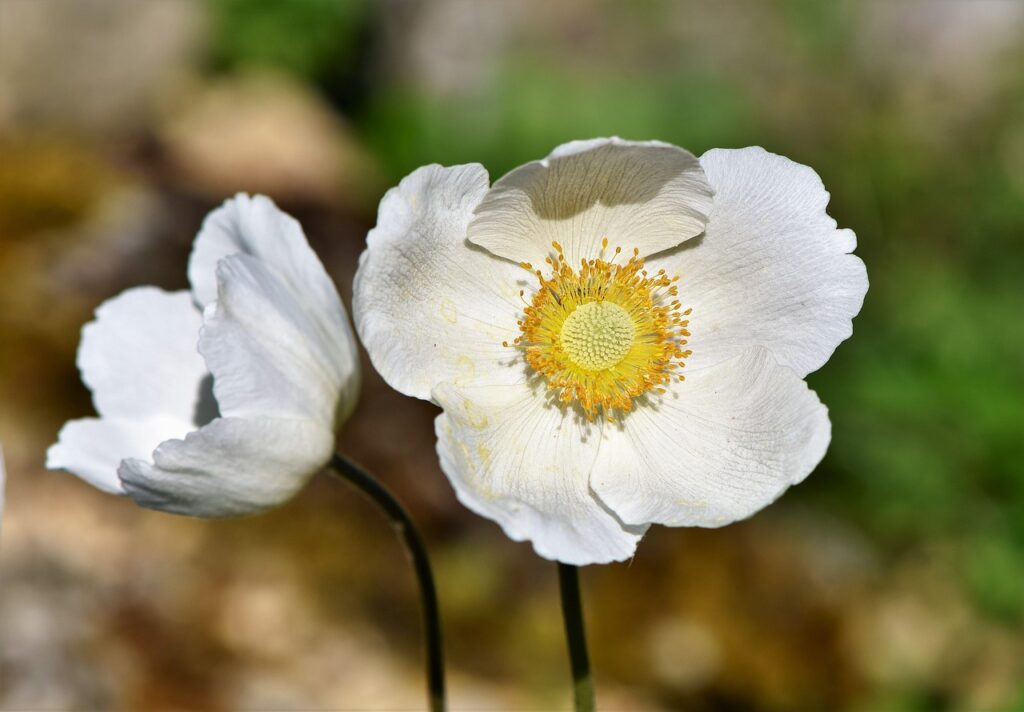 How to plant anemones