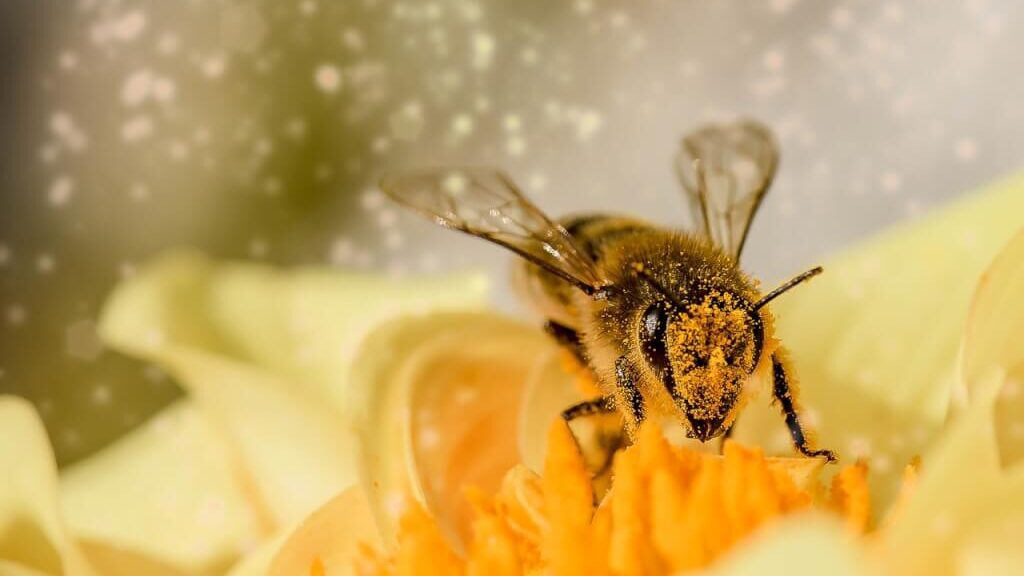 A bee on a flower