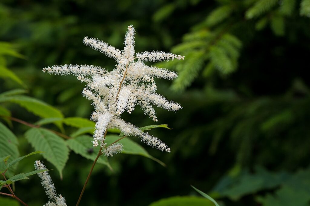 Astilbe bog plant guide