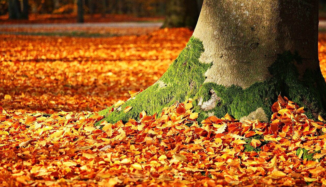 Autumn planting guide