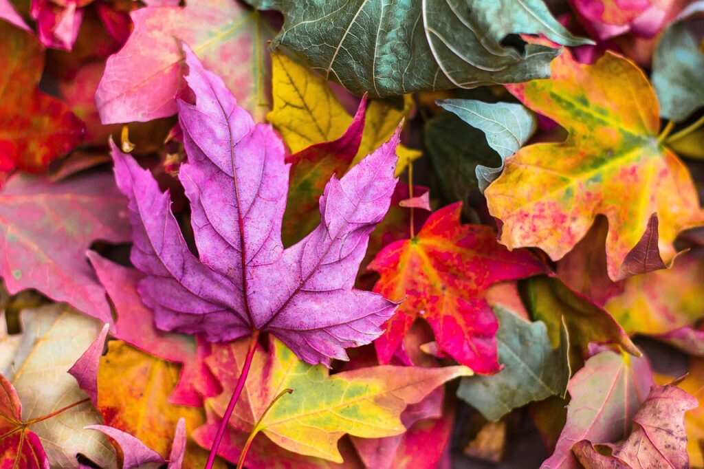 20 autumn shrubs for colour