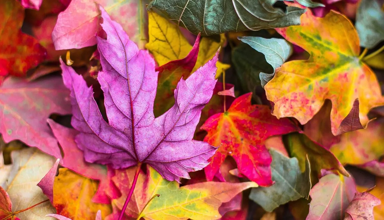 20 autumn shrubs for colour