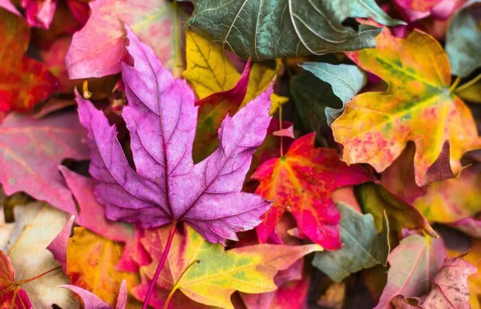 20 autumn shrubs for colour