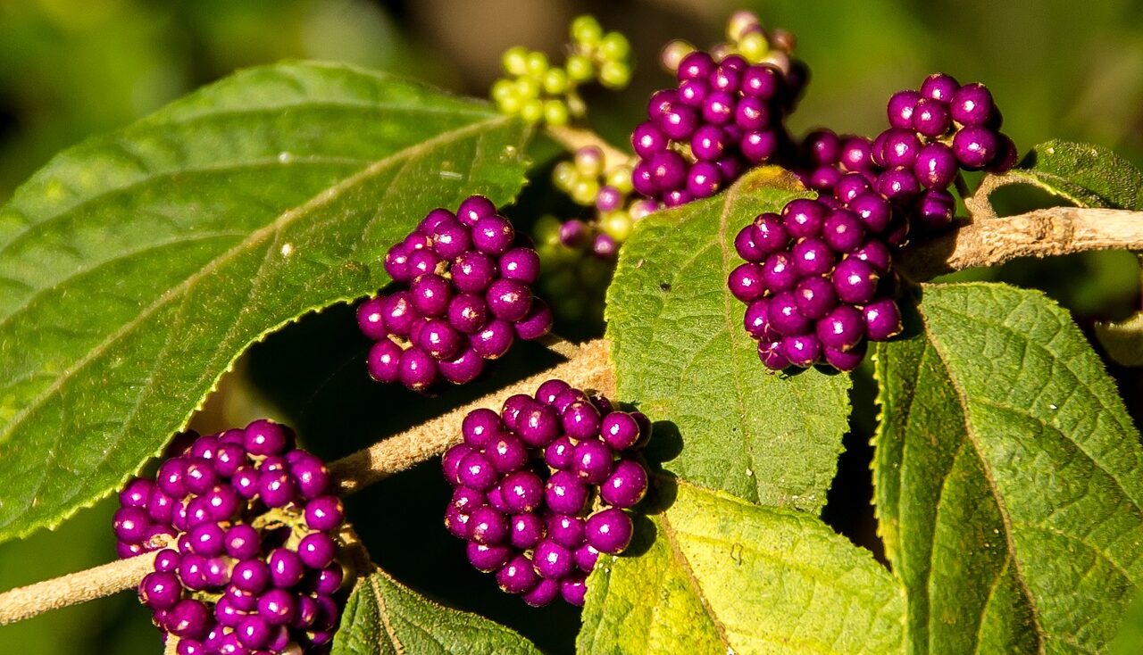 Callicarpa berries