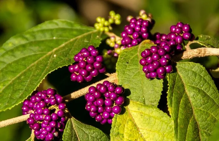 Callicarpa berries