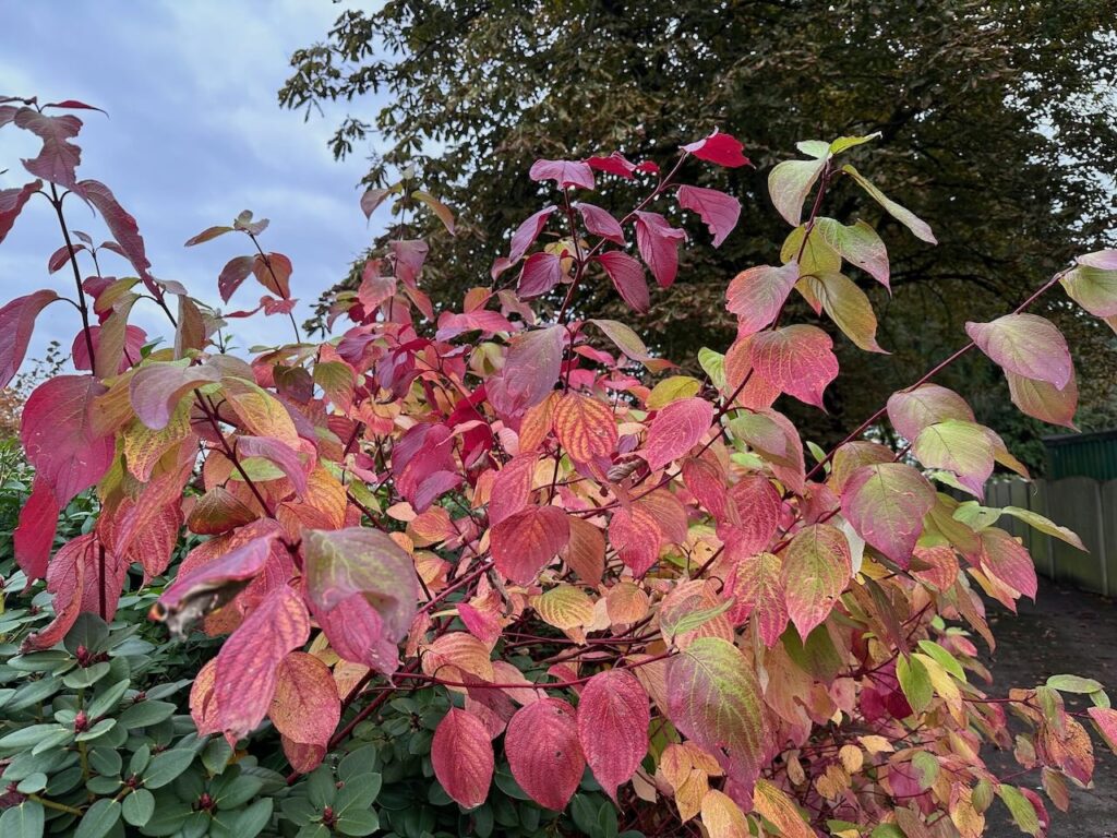 Cornus sibirica shrub