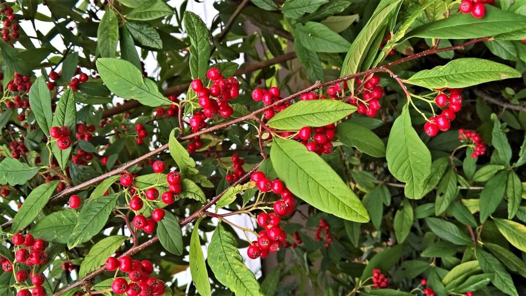 Cotoneaster autumn colour