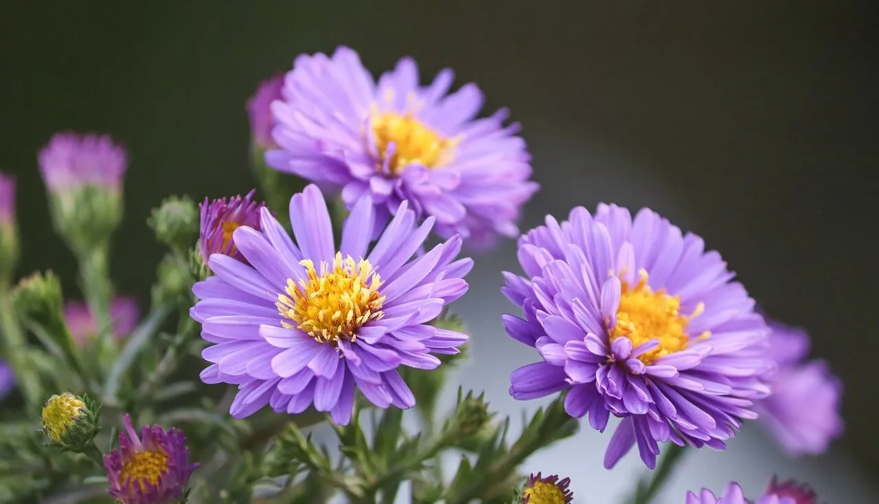 A low maintenance garden