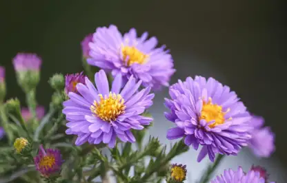 A low maintenance garden