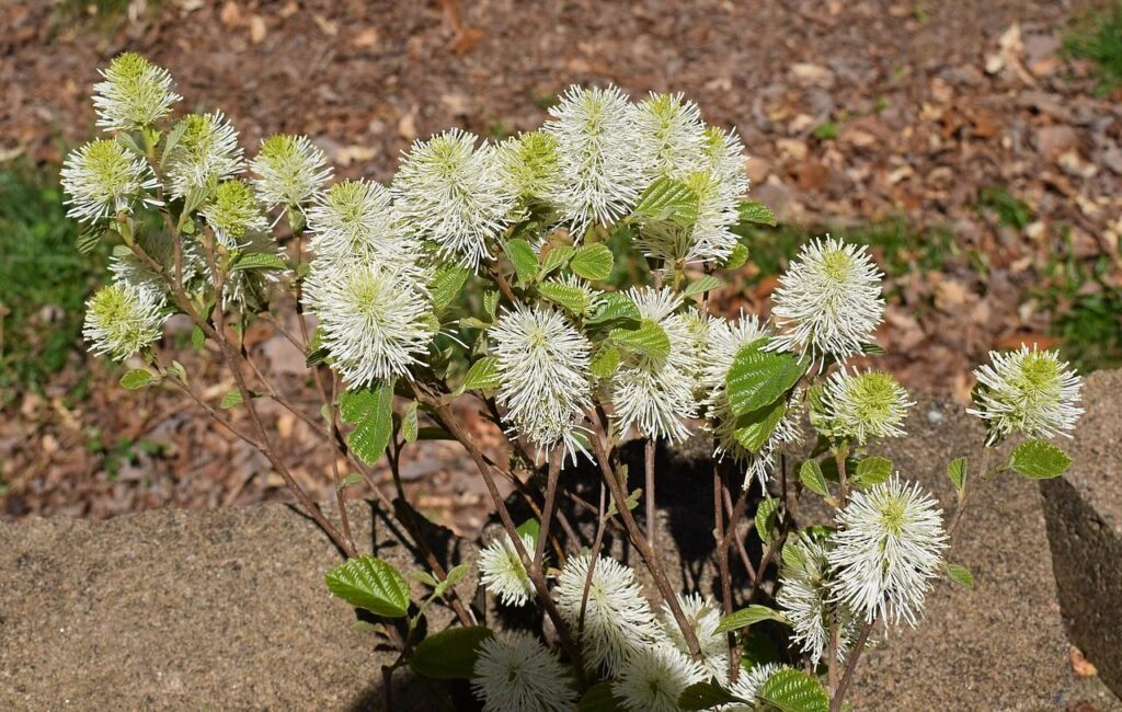 Autumn shrubs