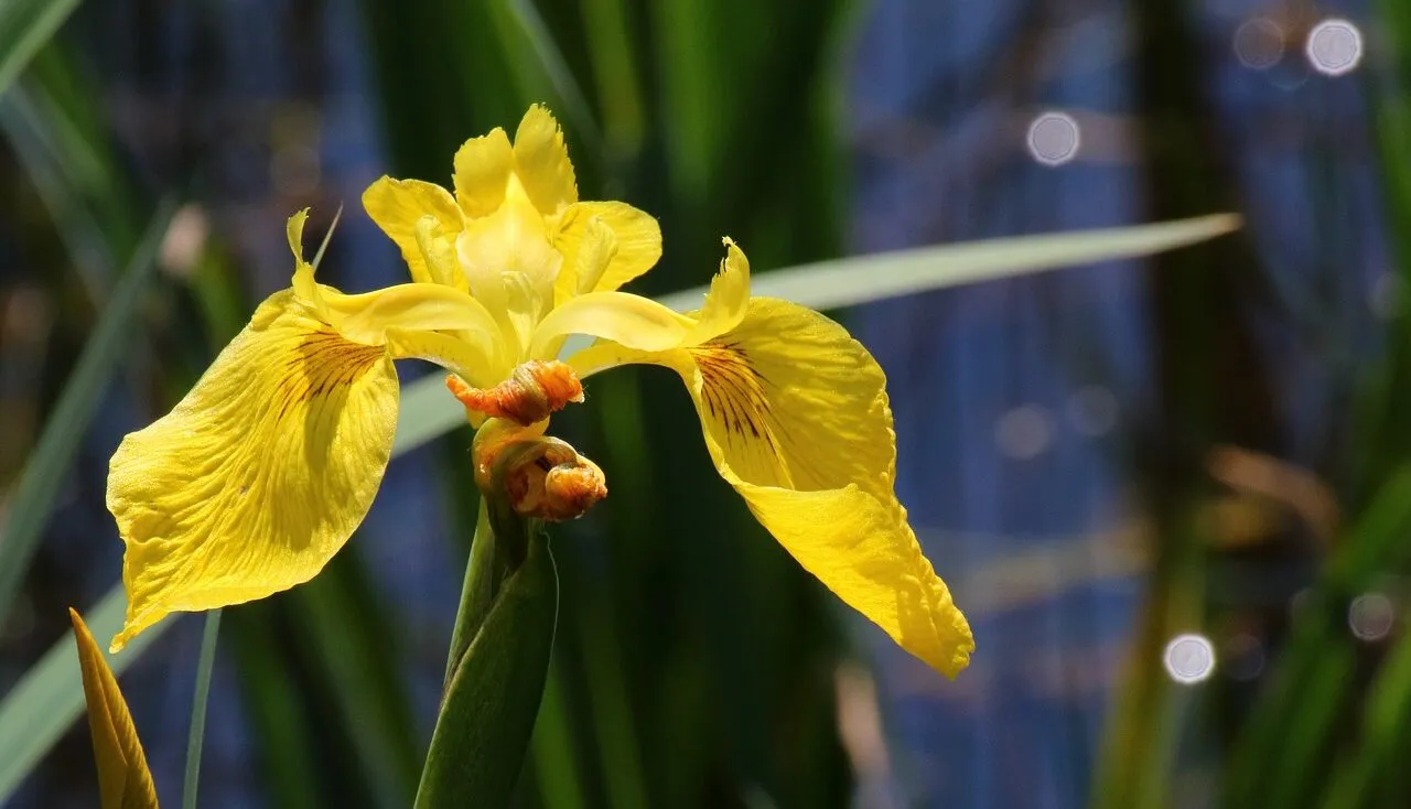 Yellow flag iris for bog plants