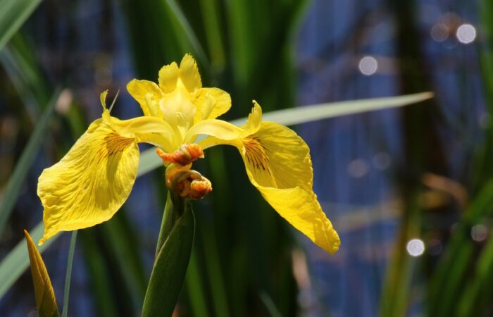 Yellow flag iris for bog plants