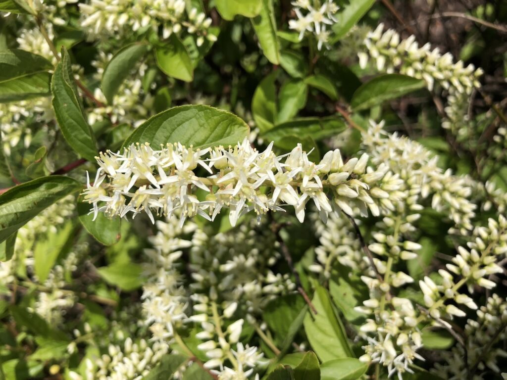 Virginia sweet spire autumn shrub