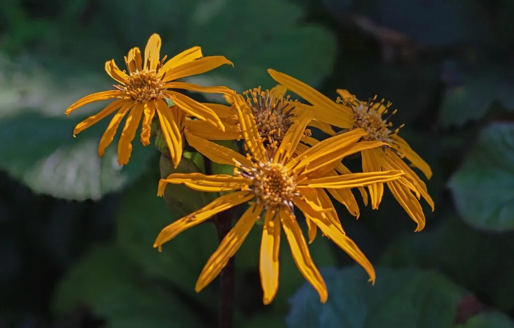 Yellow flowered ligularia