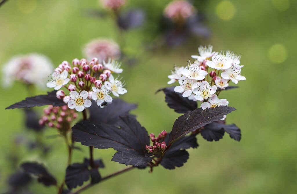 Autumn shrubs