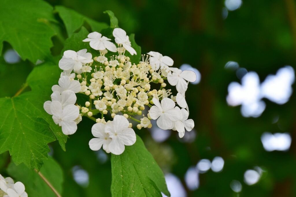 Autumn shrub hydrangea