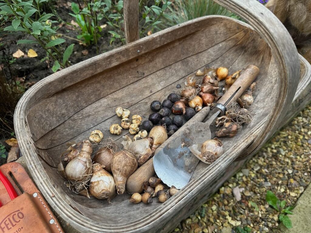 Bulbs for autumn planting