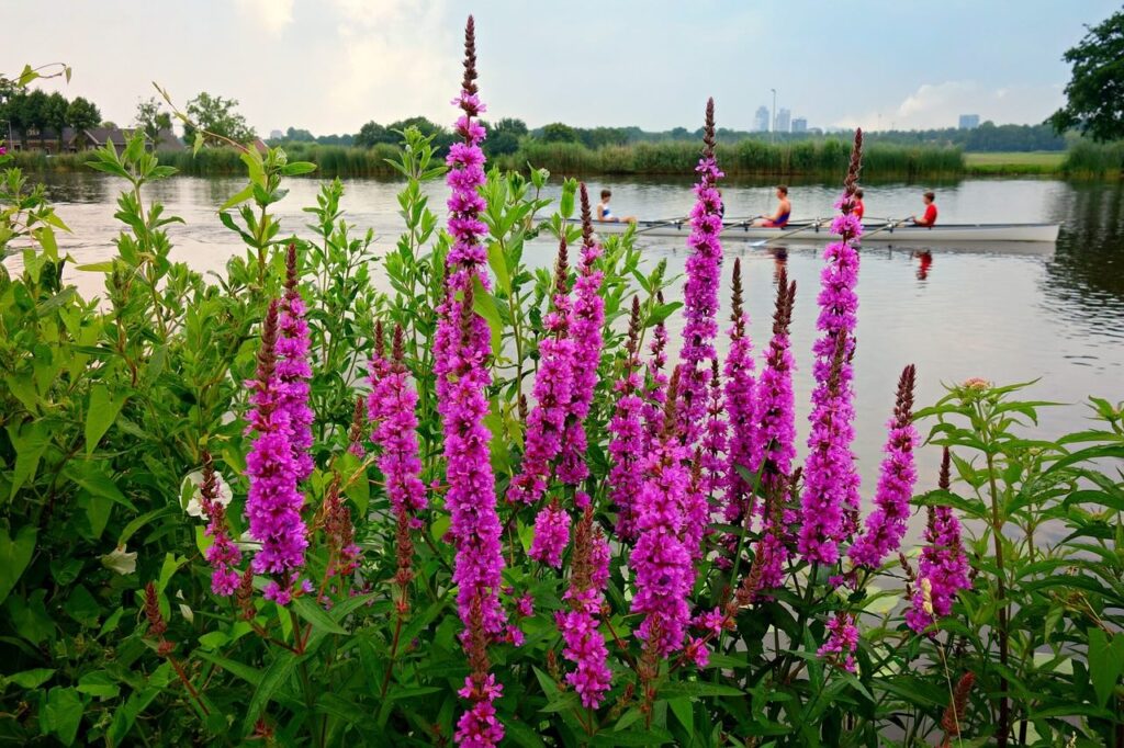 Purple loosetrife for bog plants